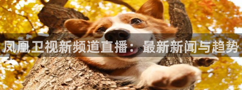 鲸鱼体育比赛直播：凤凰卫视新频道直播：最新新闻与趋势
